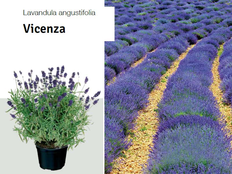 Lavandula-Vicenza