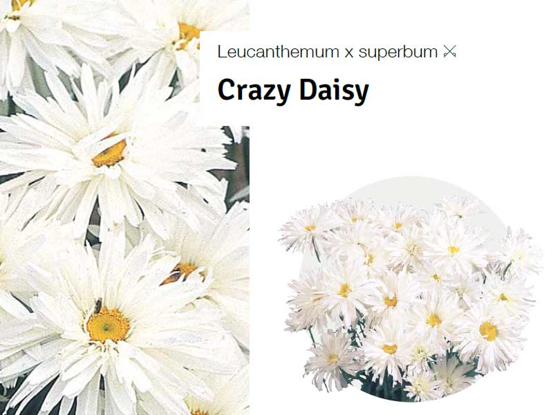 Leucanthemum-Crazy-Daisy