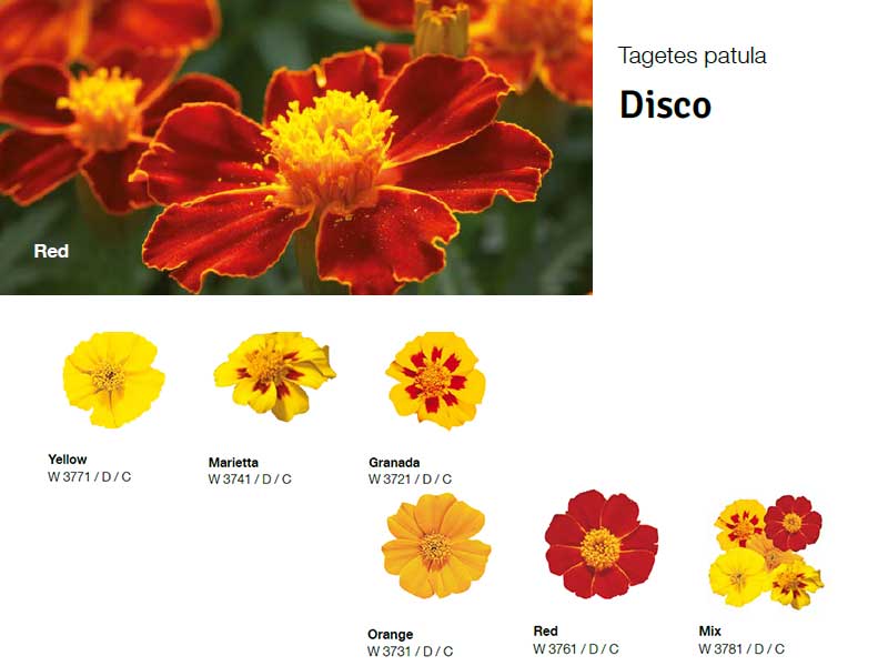 Tagetes-Disco