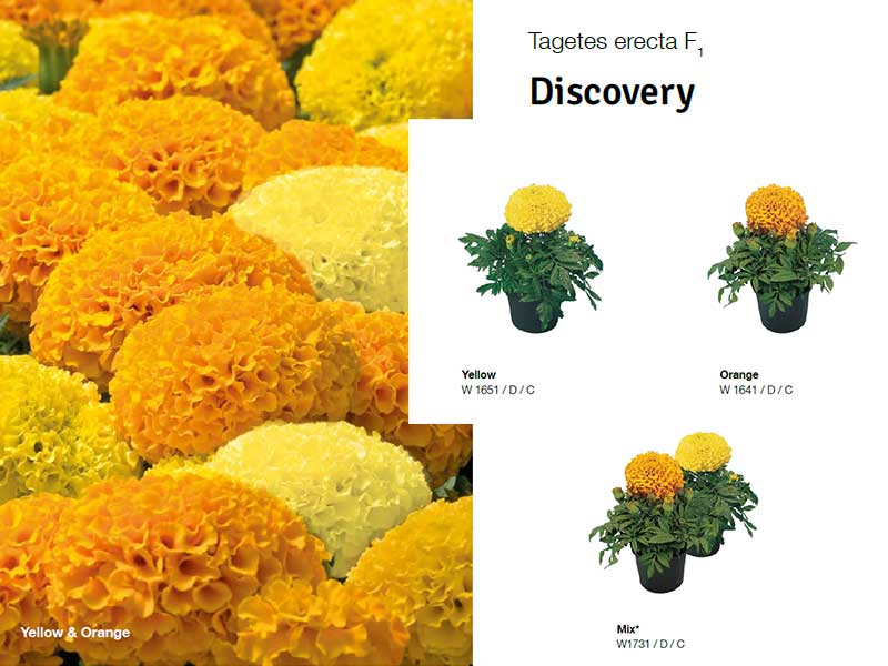 Tagetes-Discovery