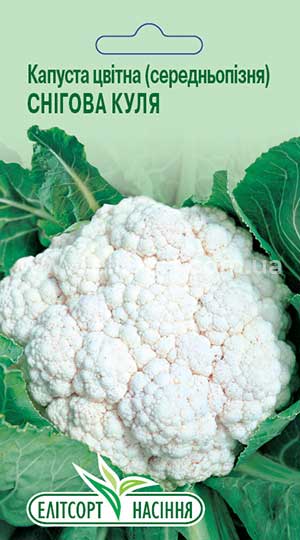 Капуста цвітна Снігова куля середня