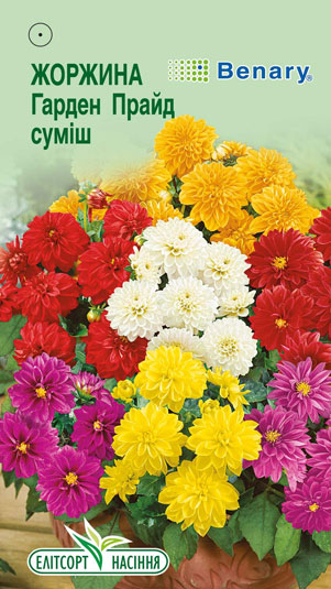 zhorzhyna-garden-prajd Жоржина Гарден Прайд суміш 10шт. ОБРОБЛЕНА - Зображення 1