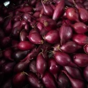 Цибуля-сівок Ред Барон
